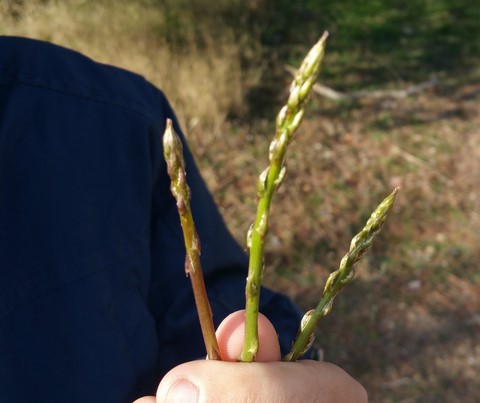 recept asperges uit Frankrijk recept asperges