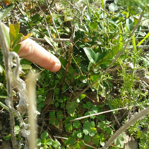 Recept voor asperges Asperges recept