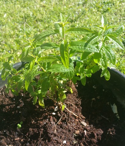 verbena thee verbena thee