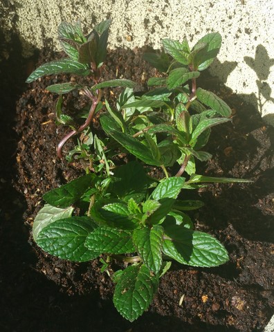 Verse munt thee verse munt thee