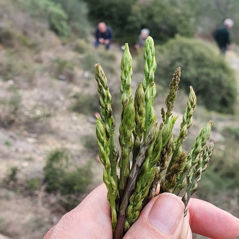 wilde asperges Wilde asperges