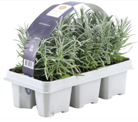 Lavedelplanten kopen