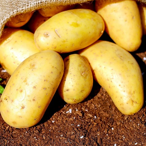 aardappelgratin frans recept