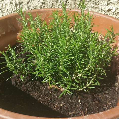 verveine thee