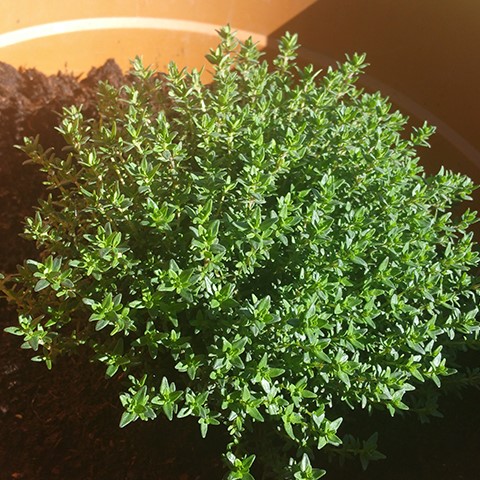 kruidenthee tijm kruidenthee tijm