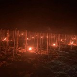 brandende wijnvelden